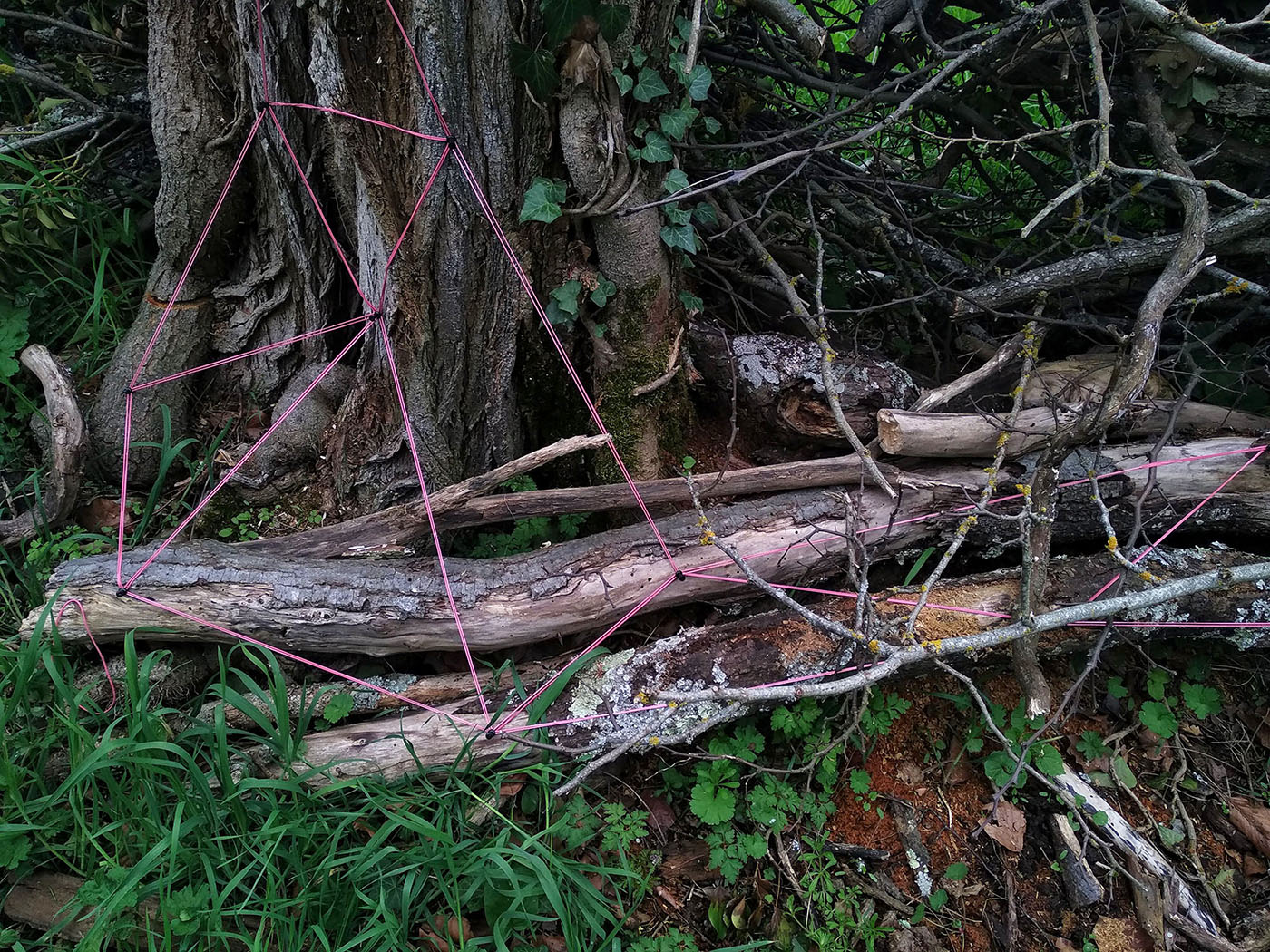 Pink elastic construction over roots and stone