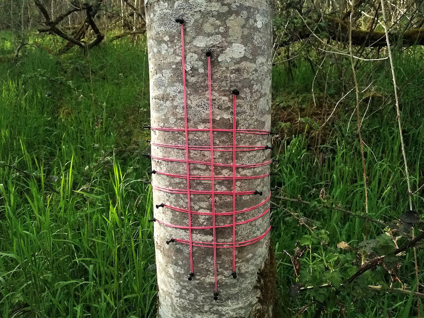 Detail of pink elastic lines and woody roots