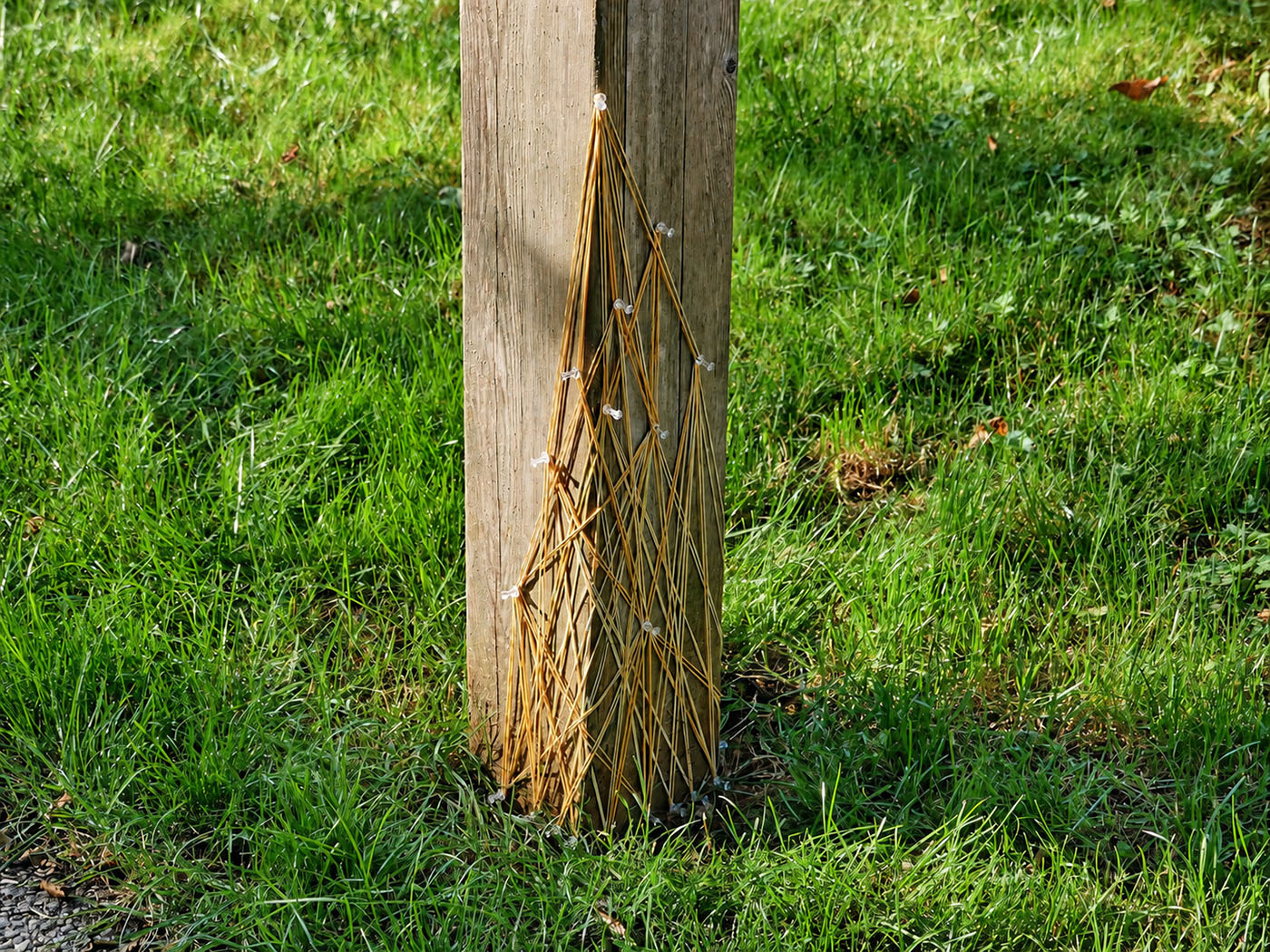Pink elastic lines between branches and two tree stumps