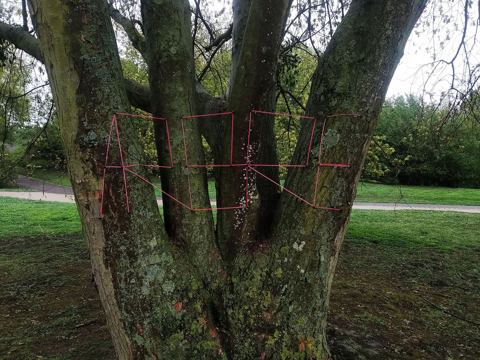A word constructed from pink cord across a tree trunk